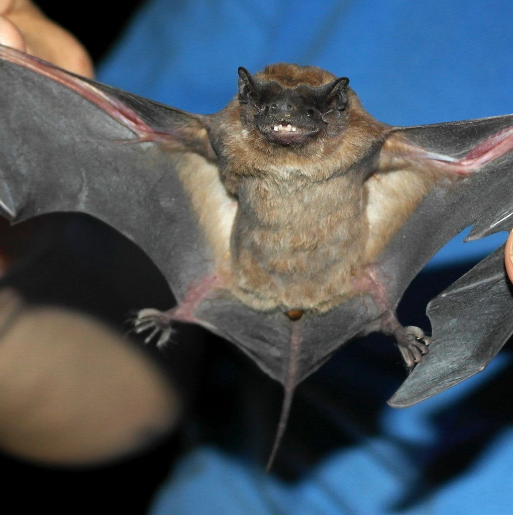 Velvety free-tailed bat. Photo Danielle Fibikar