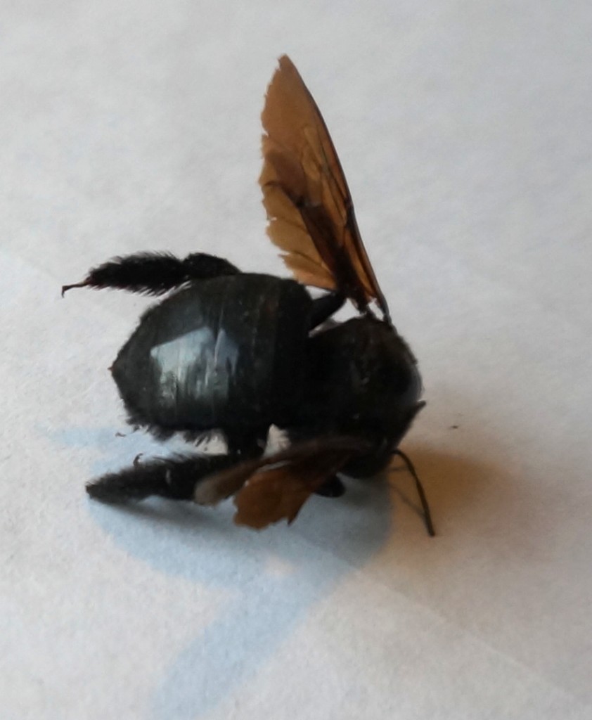 Carpenter bee close up