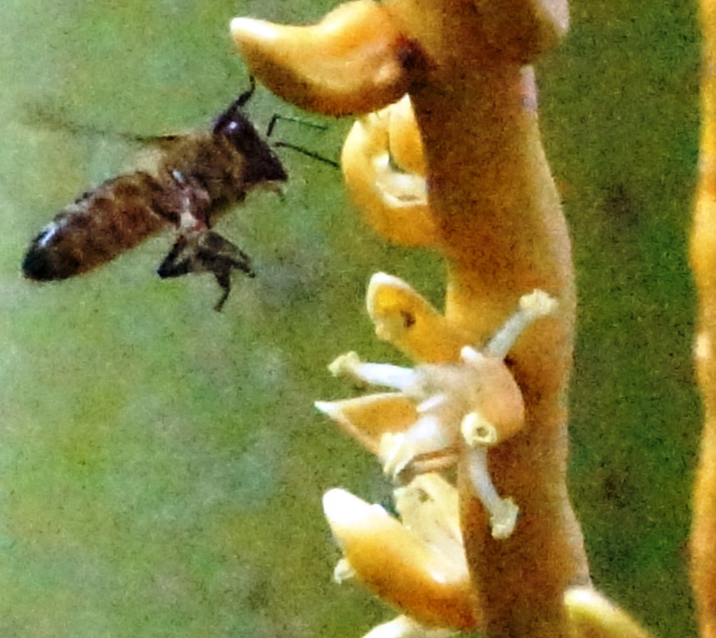 Bee on coconut flower