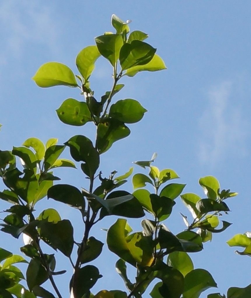 Black mampoo leaves