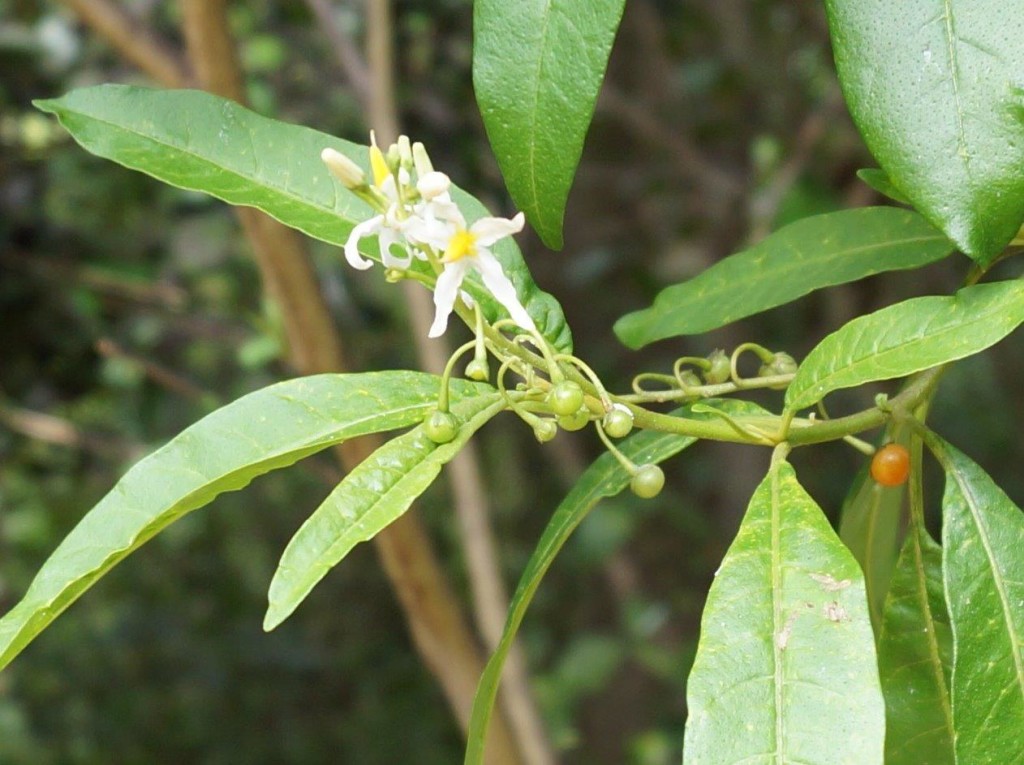 Canker berry flower