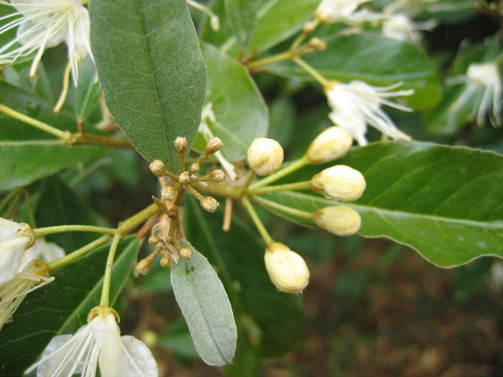 White caper buds and flowers