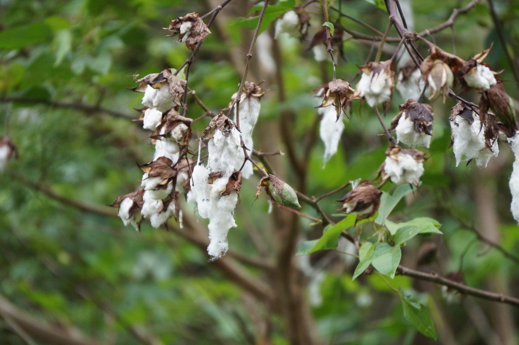 Cotton tree near Fish Bay