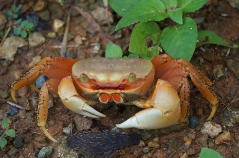 Young land crab