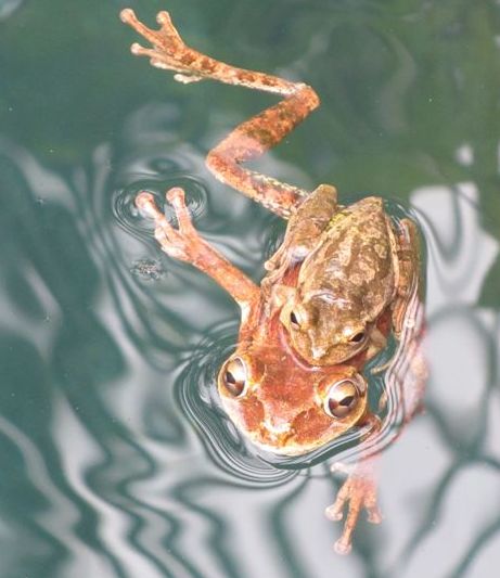 Cuban frogs - male on top