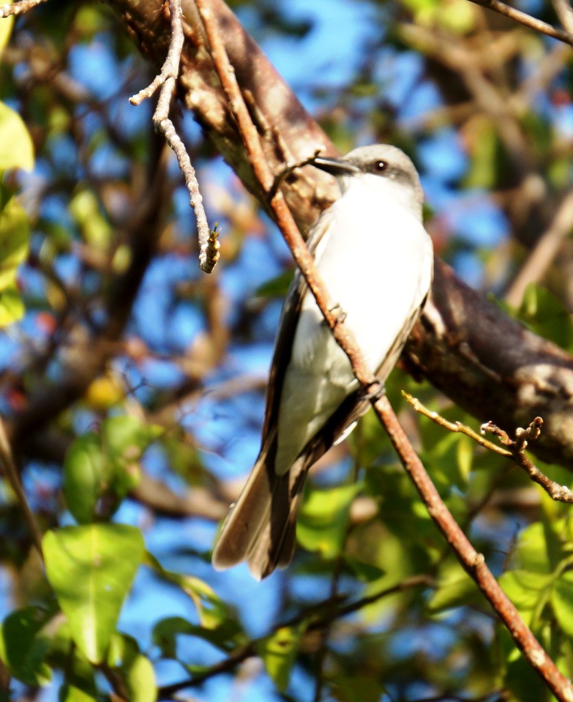 Gray kingbird in tree