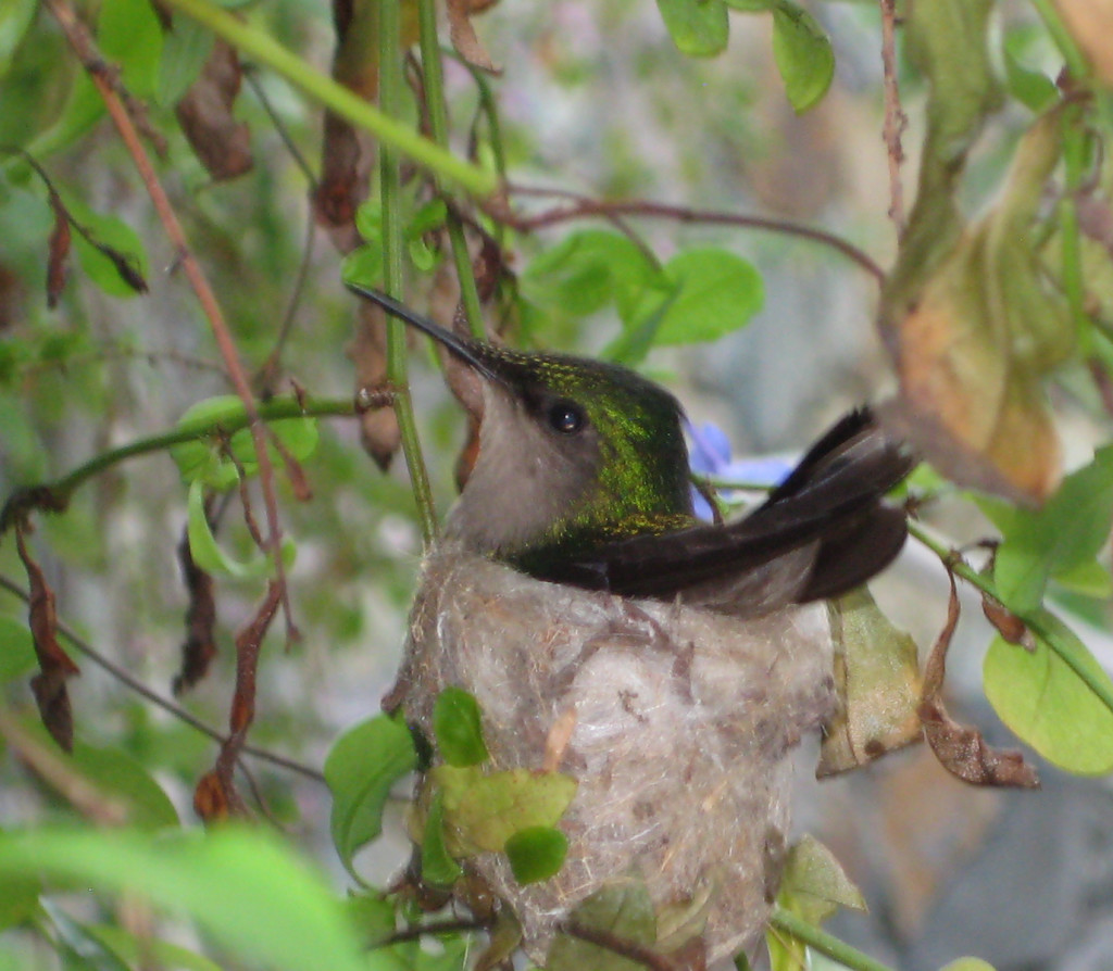 Antillean crested hummingbird on nest