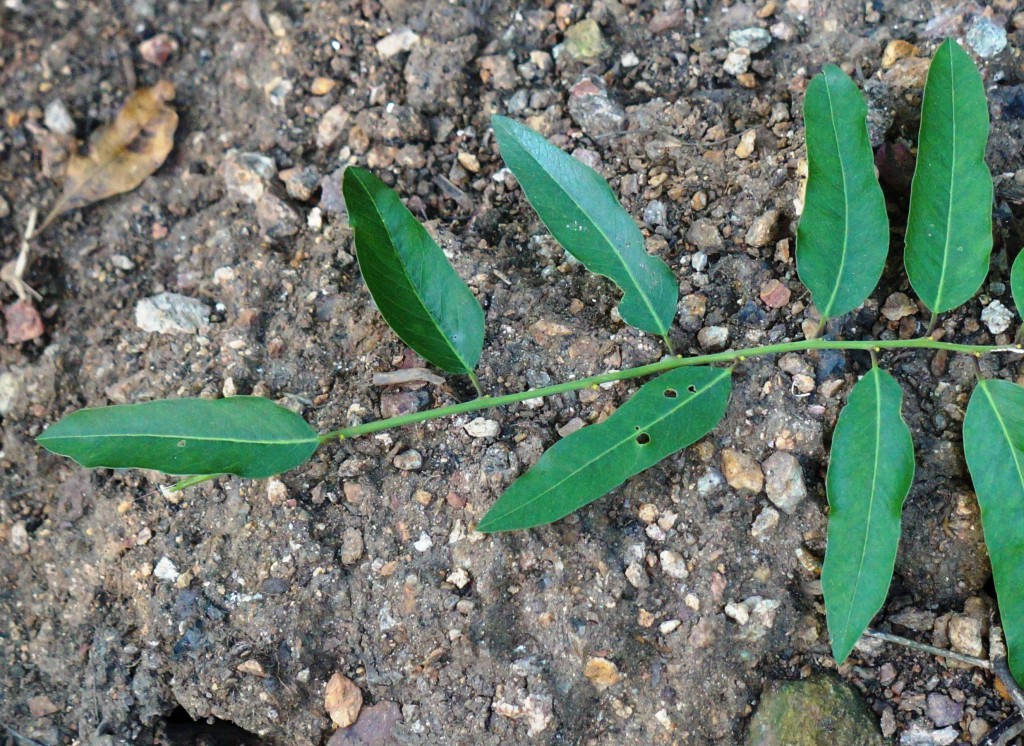 Limber caper leaves
