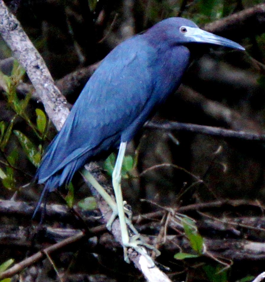 little blue heron on branch