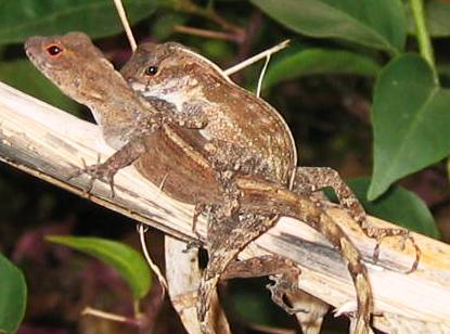 lizards mating cropped