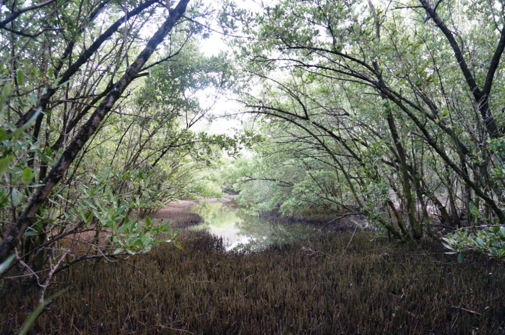 mangrove pond midsize