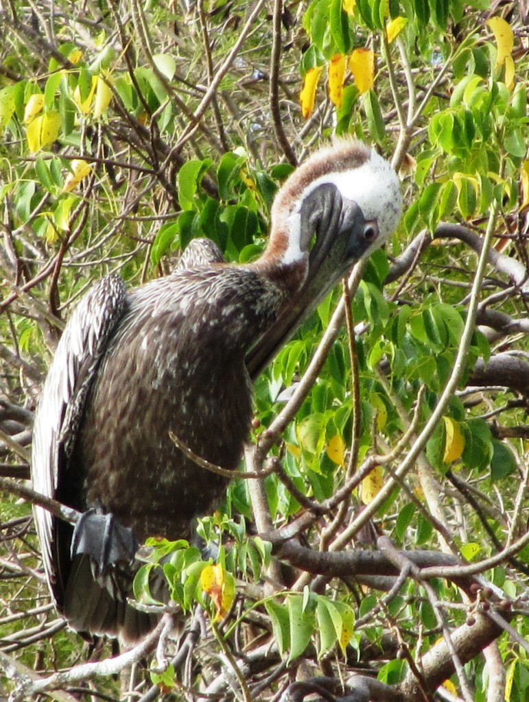 Pelican roosting in turpentine tree