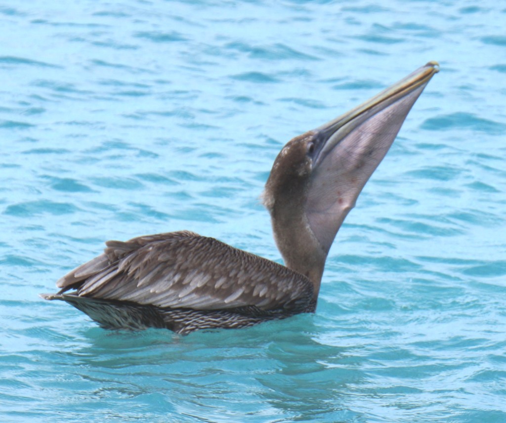 Pelican catching fish by filling pouch full of water and letting it drain out, leaving the fish in its mouth