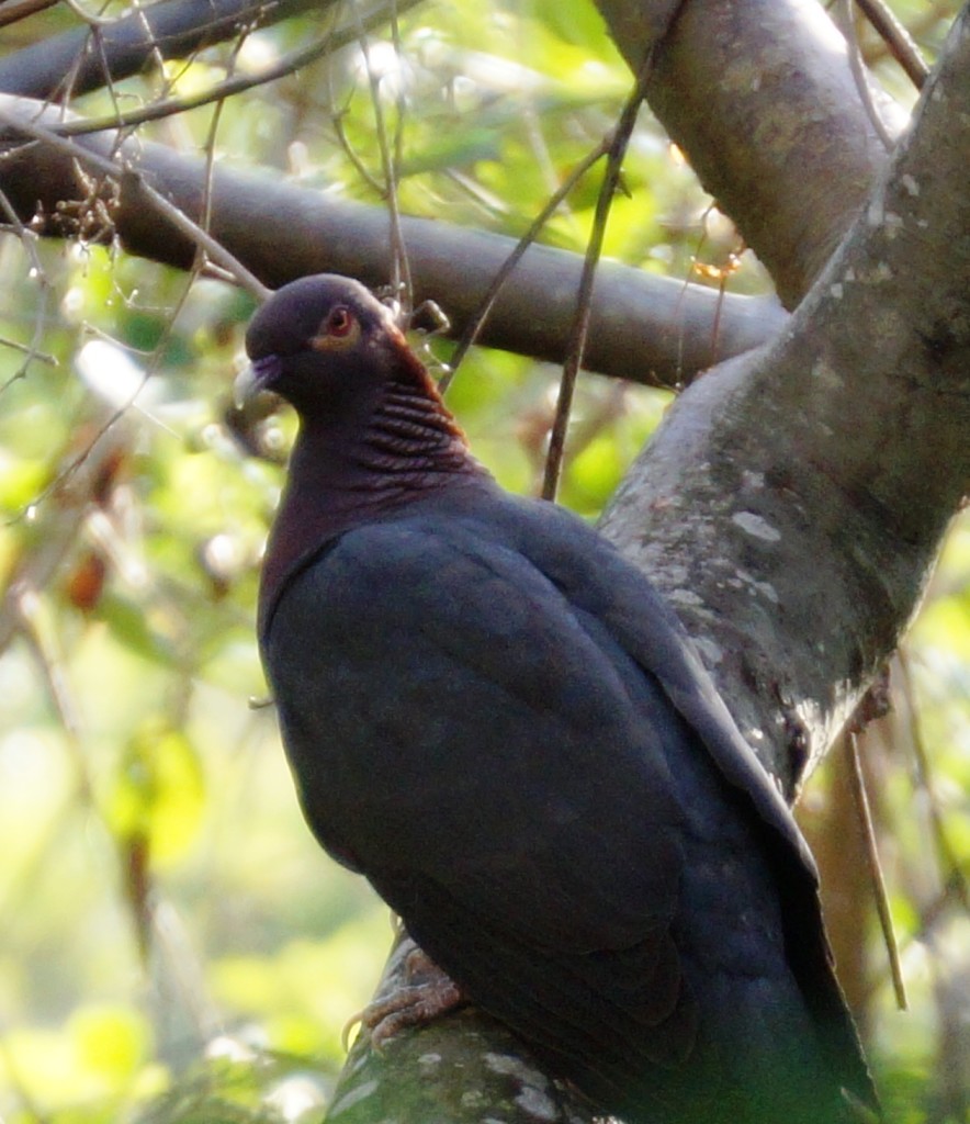Scaly-naped pigeon on branch