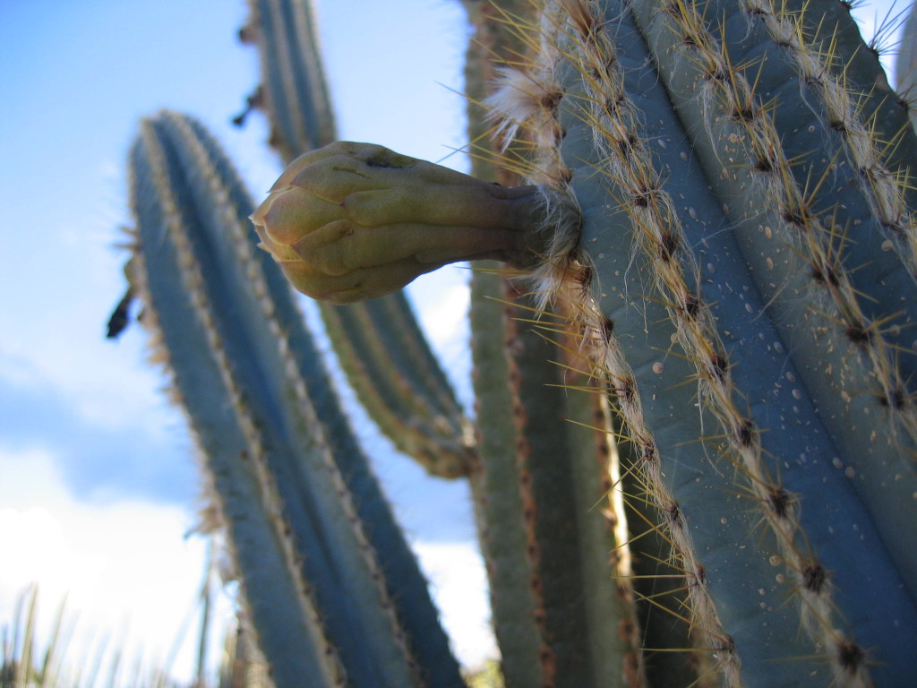 Pipe cactus fruit
