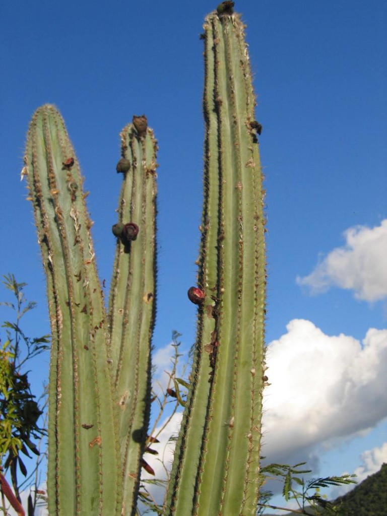 Pipe cactus with fruits