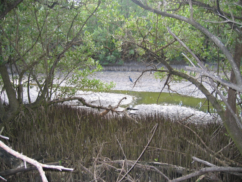 pond low water with little blue heron