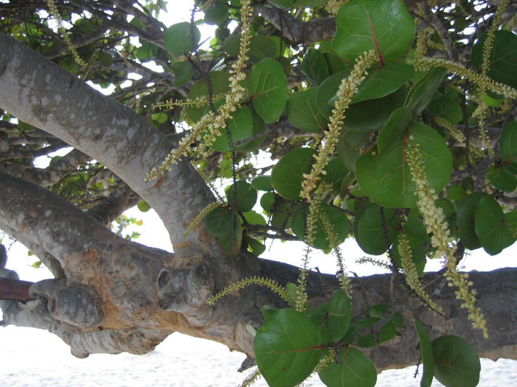 Sea grape flowers