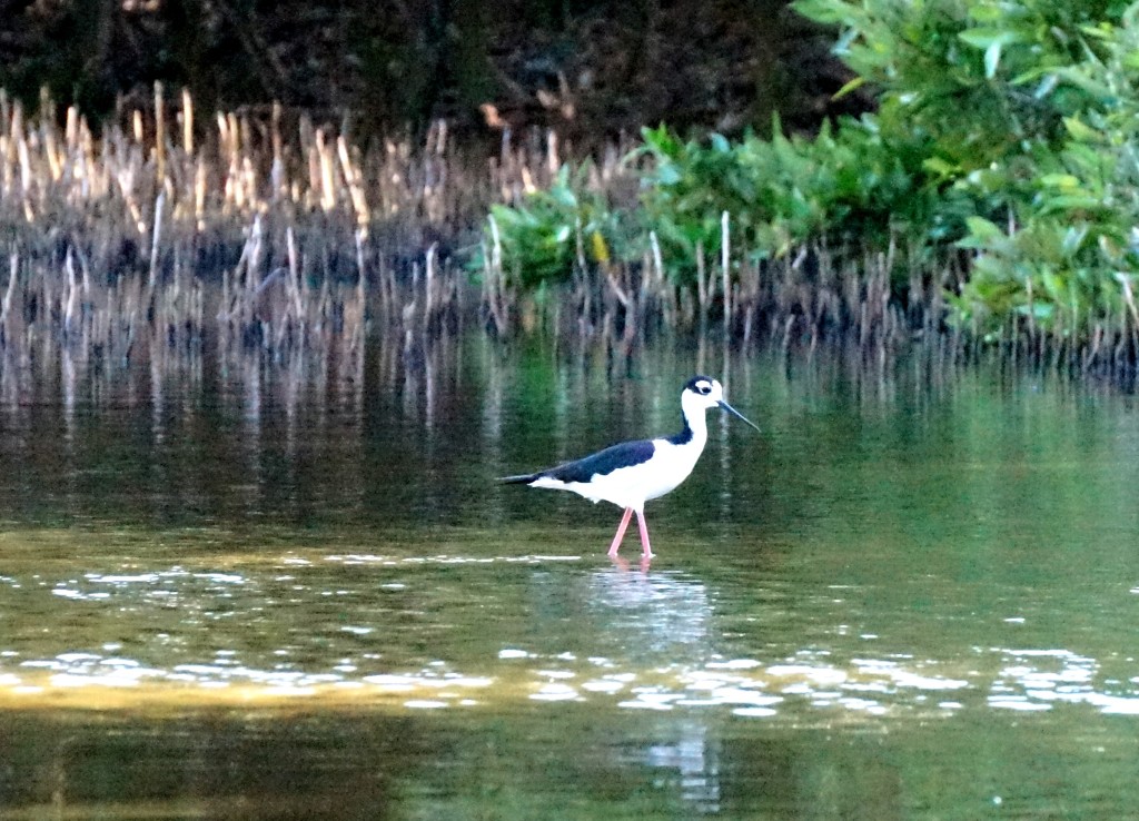 Black-necked stilt wading 