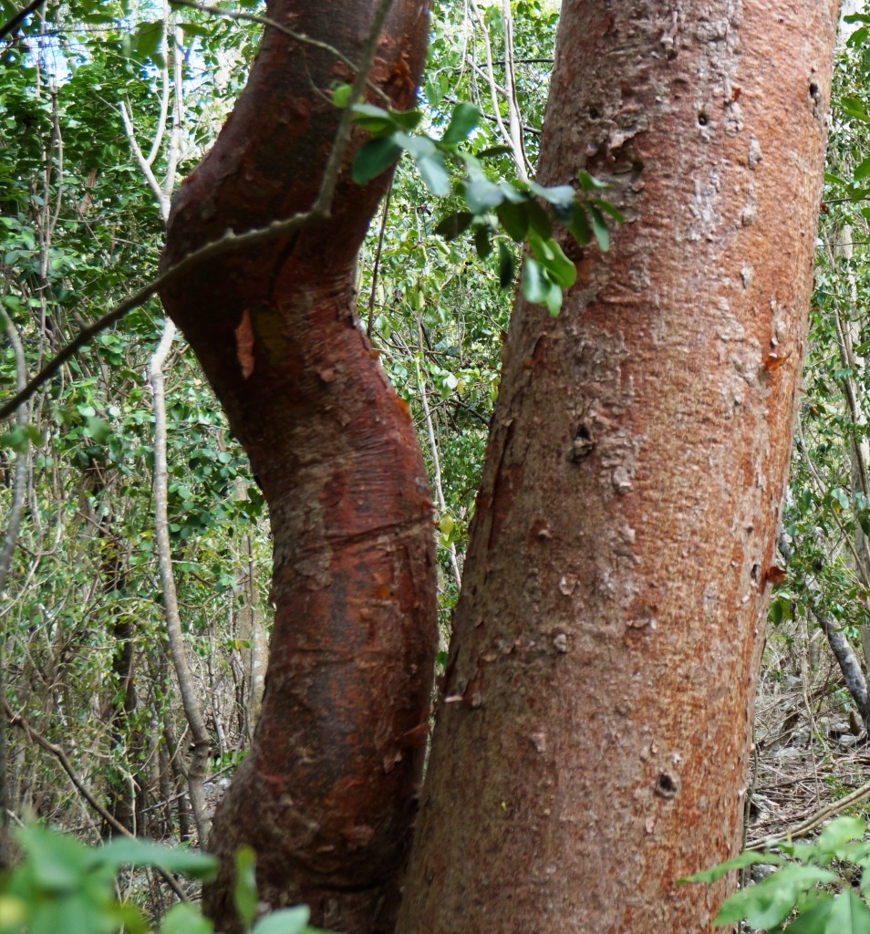 Turpentine tree bark