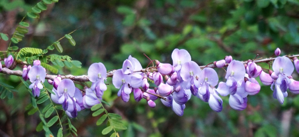 Wattapama flowers